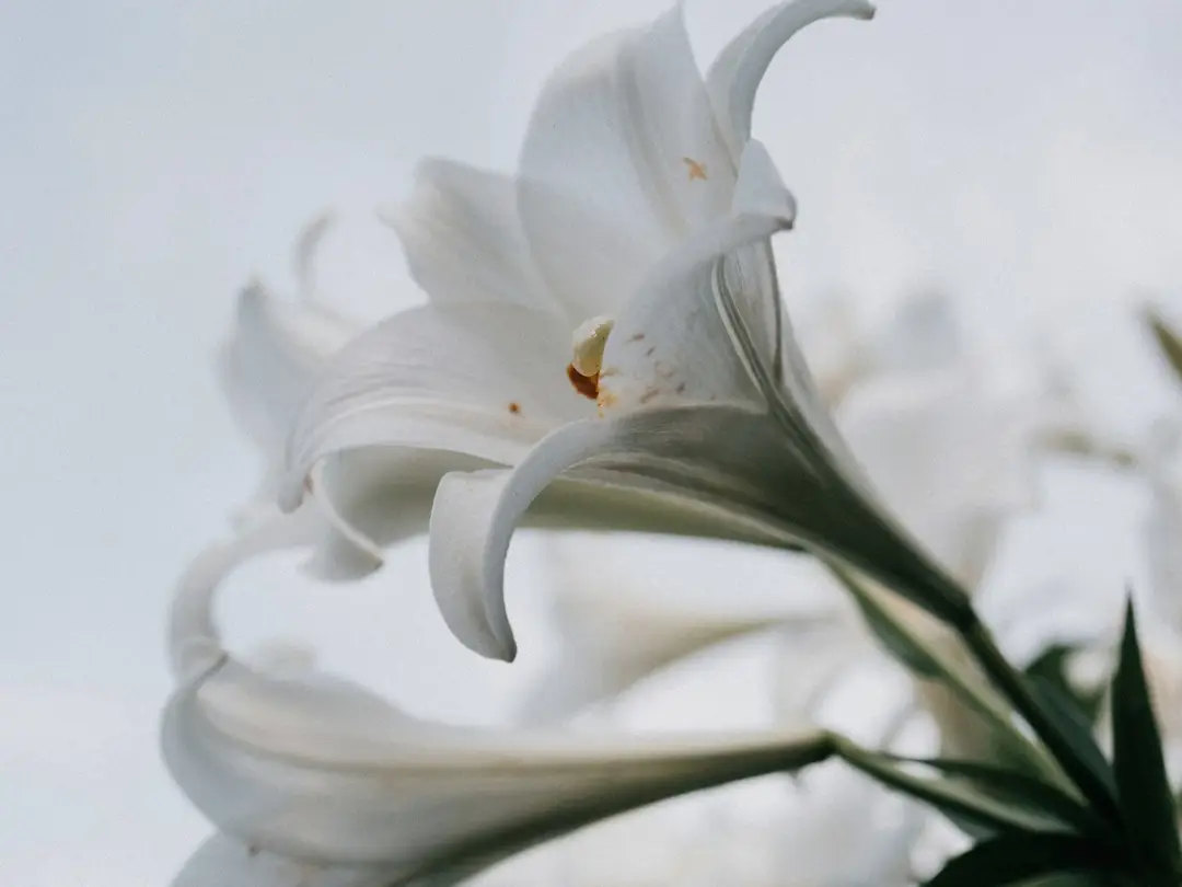 White lilies against a grey sky.
