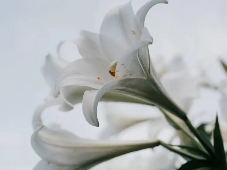 White lilies against a grey sky.